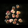 Globigerinoides_ruber_ pink_variety_sm.jpg
